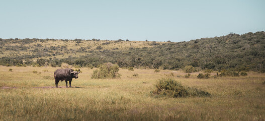 buffalo at addo