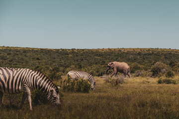 Fototapeta na wymiar zebras and elephant at Addo park