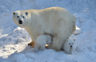 Fototapeta na wymiar polar bear cub