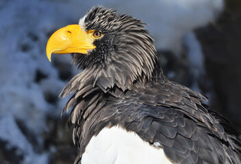 portrait of an eagle