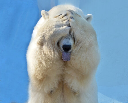 white polar bear
