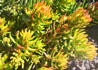 Stonecrop bent Angelina.