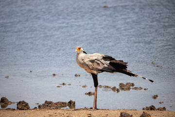 A typical picture on Sadfari through the different safari and national parks in Kenya Africa. Wildlife in the savanna.