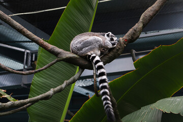 A Lemur, Native Animal of Madagascar, Sitting on the Branch of a Tree	