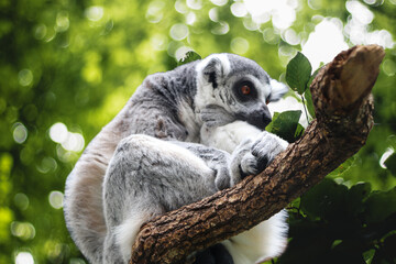 A Lemur, Native Animal of Madagascar, Sitting on the Branch of a Tree	