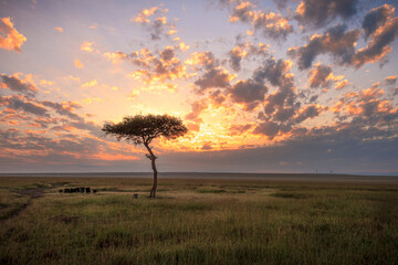 Lone Acacia Tree at Sunrise in Kenya, Africa