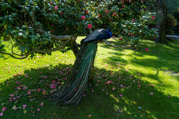 Peacock Splendor of Isola Madre