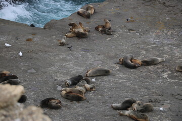 a group of sea lions resting on rock on the Atlantic coast of South America