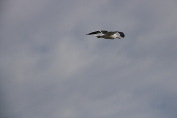 a seagull flying with cloudy sky in the background
