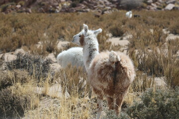 a furry llama standing among desert bushes © Viktor