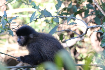 black monkey gazing while sitting on a branch with trees in the background