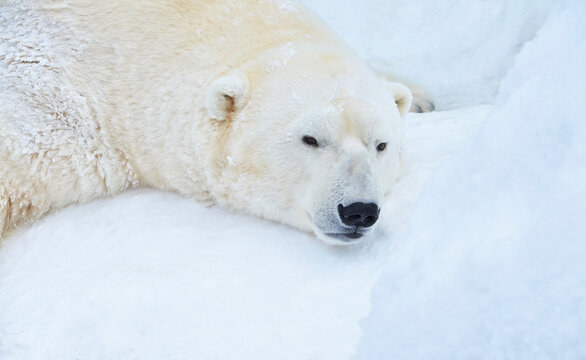 polar bear in the snow