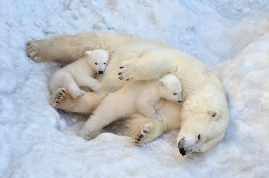A polar bear with cubs lies on the snow
