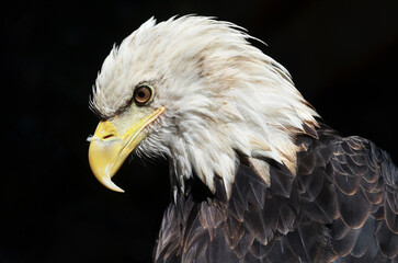 american bald eagle