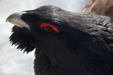 close up of a crow