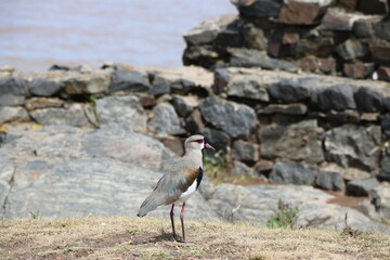 a brownish grey southern lapwing strolling on the beach on a summer afternoon