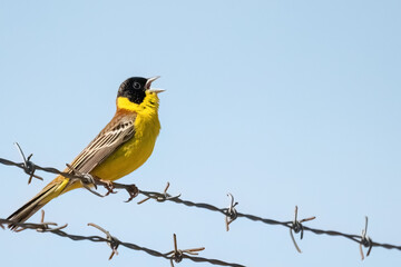 Black-headed bunting or Emberiza melanocephala small yellow signing passerine bird, hello spring