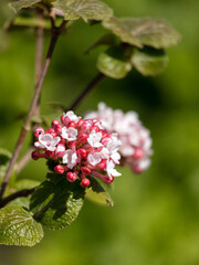 Closeup of flowers of arrowwood Viburnum carlesii 'Diana' in a garden in spring 