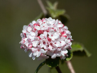 Closeup of flowers of arrowwood Viburnum carlesii 'Diana' in a garden in spring 