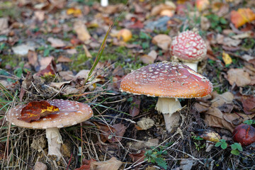 Inedible mushrooms in autumn forest