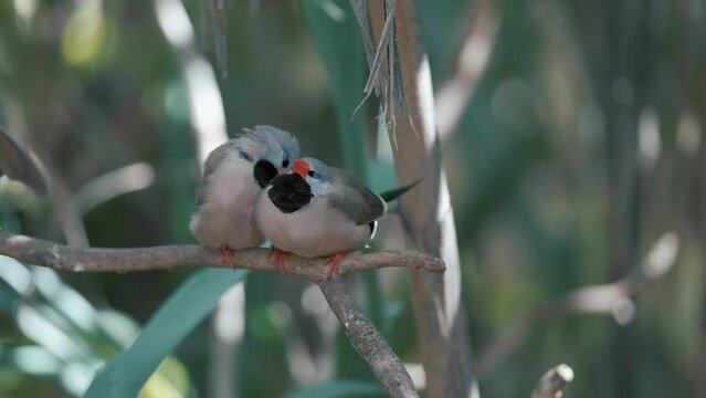Two long-tailed finch birds is on a tree among grass. 