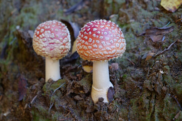 Two little fly agaric grows in soil