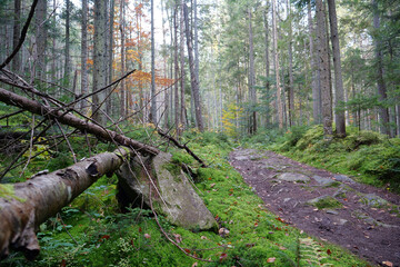 Beautiful autumn forest in Carpathian mountains