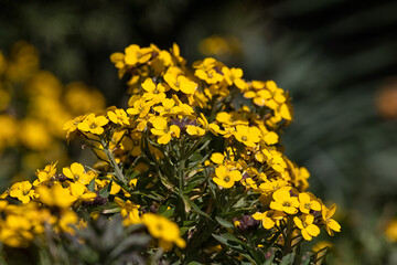 Closeup of flowers of wallflower Erysimum cheiri 'Gold Dust' in a garden in spring
