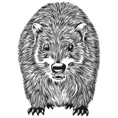 Black and white linear paint draw beaver vector illustration beavers