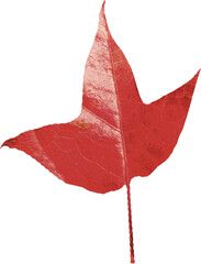 Close-up of red colored autumn leaf