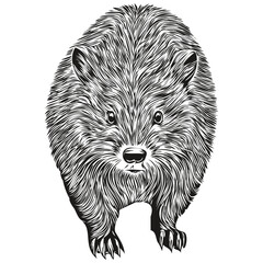 Hand drawn beaver on a white background, beavers
