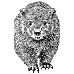 Vintage engrave isolated beaver illustration cut ink sketch beavers - obrazy, fototapety, plakaty