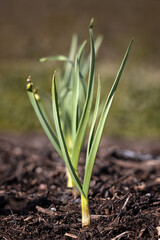Closeup of Garlic (Allium sativum) bulbs growing in a vegetable garden in spring