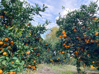 Fototapeta na wymiar Tangerine trees in Jeju Island