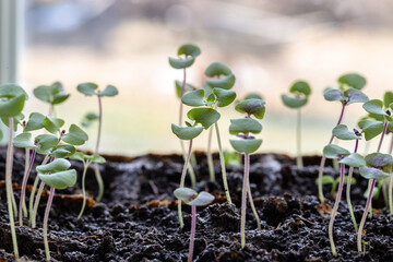 Young basil seedlings on the windowsill in spring. Growing vegetables, basil sprouts from seeds at home. Home organic farming