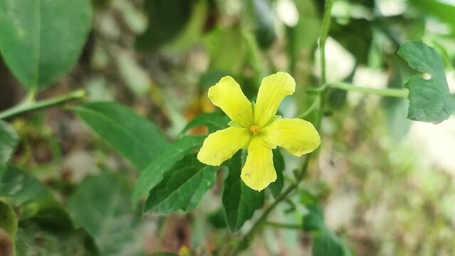 Momordica charantia flower. It is commonly called bitter melon, Goya, bitter apple, bitter gourd, bitter squash, balsam-pea flower.