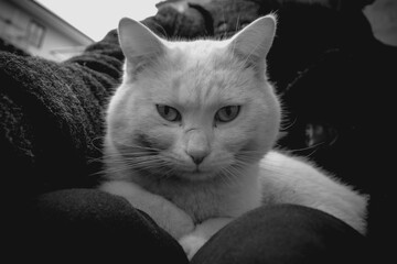 Gatto bianco