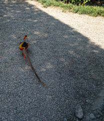 Peacock Splendor of Isola Madre