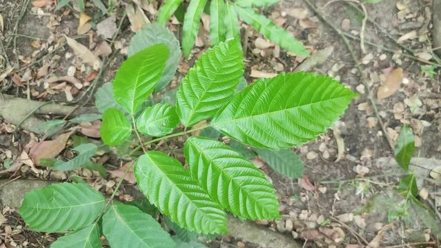 Green Leea indica leaves, the bandicoot berry leaf.