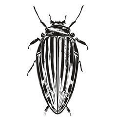beetle vector illustration line art drawing black and white beetles