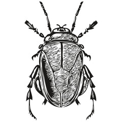 Engrave beetle illustration in vintage hand drawing style beetles