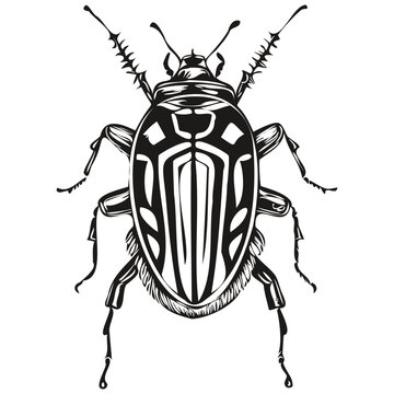 Engrave beetle illustration in vintage hand drawing style beetles