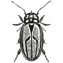 Vector image of silhouette of a beetle on a white background, beetles