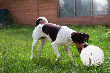 jack russell terrier playing with ball