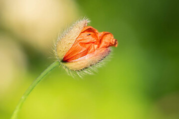 macro of a poppy