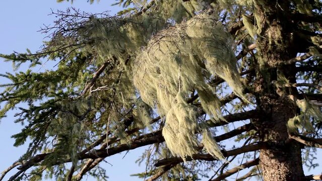 Usnea or beard lichen on spruce tree