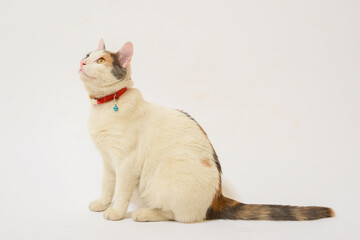 white cat on a white background isolated