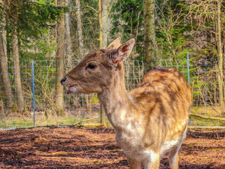 Close-up photo of young and cute lonely fallow deer in wild nature