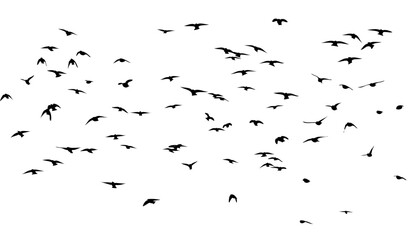 A flock of flying birds. Free birds. Vector illustration