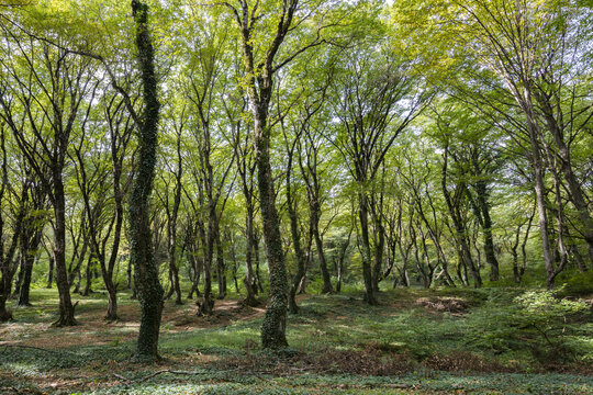 Beautiful And Mystic Green Garden Near The Zegaani Monastery; Kakheti, Georgia